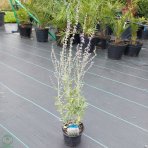 Perovskia (Perovskia atriplicifolia) ´LITTLE SPIRE´, kont. C1.5L